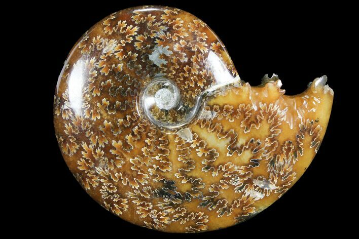 Polished, Agatized Ammonite (Cleoniceras) - Madagascar #94244